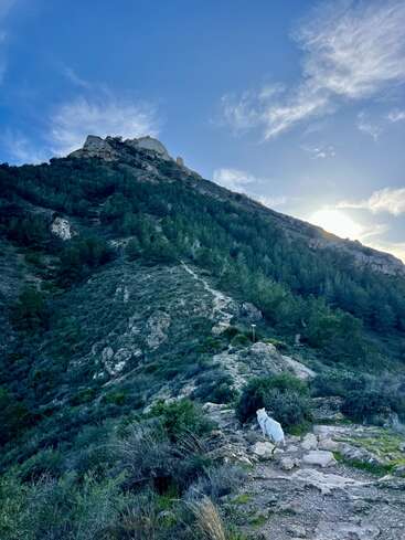 A rocky mountain rises steeply under a blue sky with wispy clouds. A white dog stands on the trail, surrounded by green bushes and trees.
