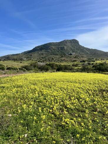 A lush field of vibrant yellow wildflowers stretches across the foreground, with a green hill and blue sky providing a stunning natural backdrop under sunlight.