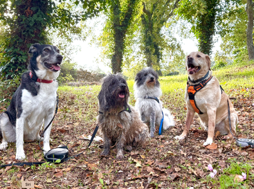 Four dogs sit together in a forest clearing, surrounded by green trees and fallen leaves, each on a leash, happily posing for a photograph in nature.