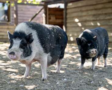 Dos cerdos blancos y negros están de pie sobre un suelo de tierra delante de un corral de madera, disfrutando de un día soleado en lo que parece ser una granja.
