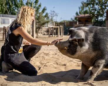 Una mujer de pelo rubio rizado se arrodilla en el suelo arenoso y estira suavemente la mano para tocar el hocico de un gran cerdo en un soleado escenario al aire libre.