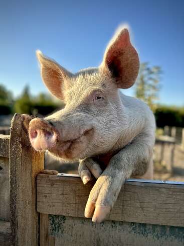 Un curioso cerdo se asoma a una valla de madera, disfrutando de la suave luz del sol. El cielo azul y los árboles verdes crean tras él un ambiente de corral tranquilo y encantador.