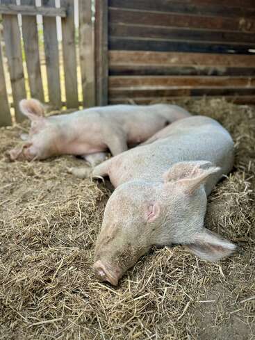 Dos cerdos duermen plácidamente en un lecho de paja dentro de un corral de madera. La escena parece tranquila y acogedora, con una suave iluminación natural.