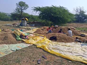 Several people are sitting on piles of harvested peanuts, sorting them. Large trees provide shade, plastic sheets cover the ground, and slippers are scattered nearby. Rural setting.