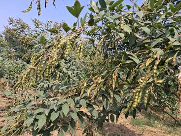 Green pigeon pea plants growing in a field under sunlight. Numerous pods hang from the branches, surrounded by lush green leaves, with a clear blue sky.