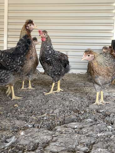 Cette image montre plusieurs poulets debout sur de la terre à l'intérieur d'un poulailler avec un mur métallique ondulé en arrière-plan. Ils semblent alertes, sociables et curieux de leur environnement.