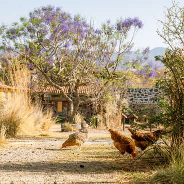 Cuatro gallinas picotean en un camino de granja bañado por el sol, rodeado de hierba alta, bajo un árbol de jacarandá en flor. Al fondo se divisan edificios rústicos de piedra y las montañas.