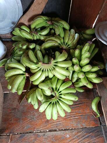 Varios racimos de plátanos verdes inmaduros descansan sobre un suelo de madera en el interior. Los plátanos parecen recién cosechados, con algunos utensilios de cocina cerca para contextualizar.