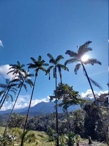 Tall palm trees stand silhouetted against a bright blue sky, sunlight peeking through. Lush green forest and distant mountains complete this tranquil natural landscape scene.