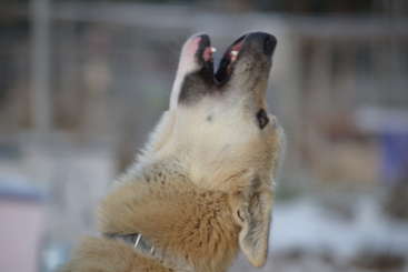 The image depicts a dog with its mouth open, barking, and standing on a patch of grass, showcasing its teeth and tongue. The dog\'s body is oriented towards the left side of the image.