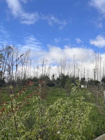A lush green field with budding plants in the foreground, sparse tall trees behind, and a beautiful partly cloudy blue sky above. Peaceful spring landscape.