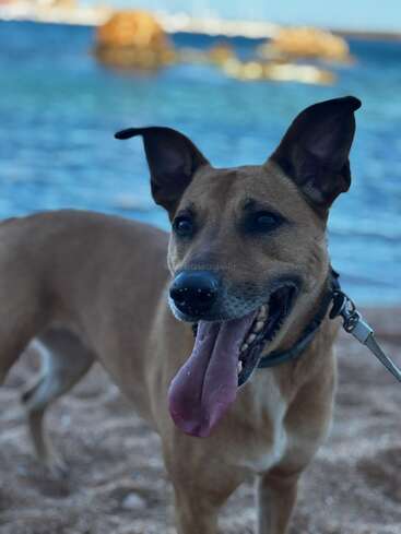 Un chien brun heureux aux oreilles pointues se tient sur une plage de sable, haletant et tirant la langue. La mer bleue et les rochers sont à l'arrière-plan.