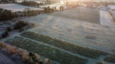 Esta imagen aérea muestra una extensa finca agrícola cubierta de escarcha, con hileras de árboles jóvenes de hoja perenne —probablemente una plantación de árboles de Navidad—, rodeada de árboles y bañada por la luz del sol matutino.