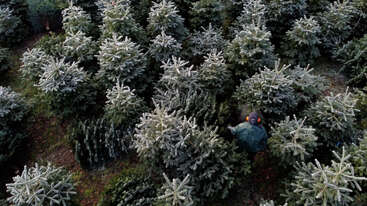 Esta imagen muestra a una persona caminando por una frondosa plantación de abetos navideños, rodeada de frondosos abetos de color verde con las ramas cubiertas de escarcha, vista desde arriba.