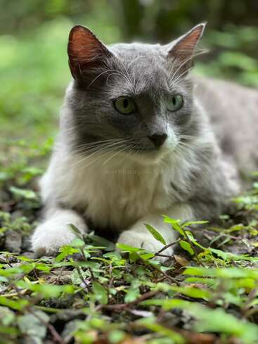 Un precioso gato gris y blanco yace en el suelo entre las plantas verdes, alerta y relajado, con unos penetrantes ojos verdes y un pelaje suave, rodeado de naturaleza.
