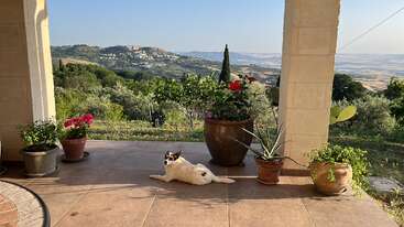 Ein Hund chillt auf einer gefliesten Terrasse, umgeben von Topfpflanzen, mit Blick auf sanfte grüne Hügel und eine weit entfernte Stadt unter einem klaren, sonnigen Himmel.