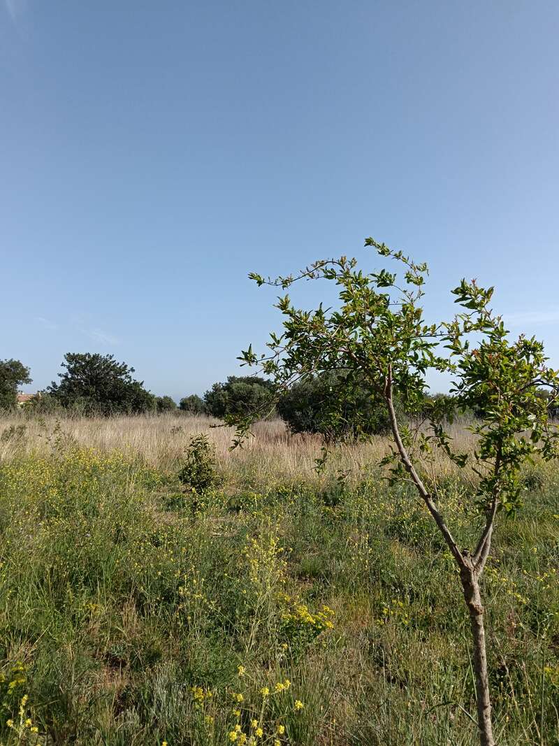 Un árbol joven se alza en medio de un prado cubierto de flores silvestres, bajo un cielo azul y despejado. A lo lejos se divisan más árboles y hierba seca.