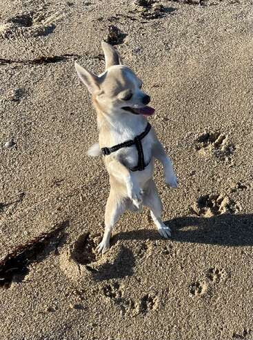 A small Chihuahua dog, standing upright on its hind legs on sandy ground, wears a black harness, eyes closed, tongue out, with sunlight casting shadows nearby.