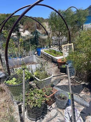 This image shows a small outdoor garden with plants in various pots and containers, surrounded by wire fencing, under metal arches, and bright blue sky above.