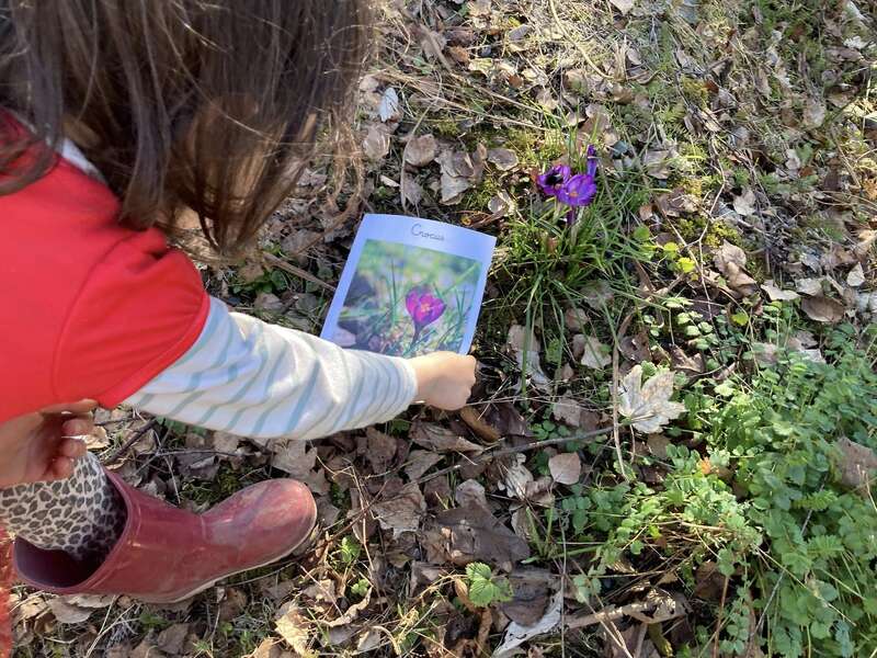 Un niño con una camiseta roja y botas compara una foto de un azafrán morado con uno real que crece entre hojas y plantas verdes al aire libre.