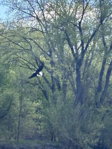 Ein majestätischer Vogel, wahrscheinlich ein Adler, schwebt anmutig vor hohen, grünen Bäumen, die in Sonnenlicht getaucht sind, inmitten einer üppig grünen Frühlingswaldlandschaft.