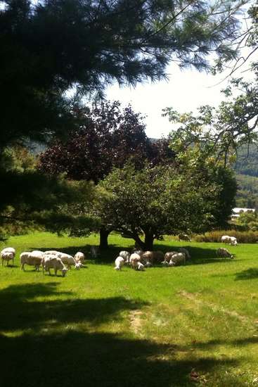 The image depicts a serene scene of a flock of sheep grazing in a lush, grassy field, with a majestic tree serving as a natural shade.