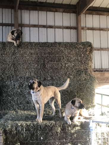 The image depicts three dogs standing on a large stack of hay in a barn, with one dog lying on top of the stack.