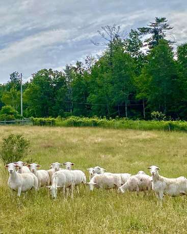 The image depicts a serene scene of a flock of white sheep grazing in a lush field, surrounded by trees and a cloudy sky, exuding a sense of tranquility.