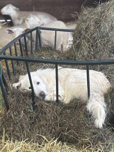 A fluffy white dog is lying comfortably in a hay feeder, surrounded by hay, with several sheep resting in the background inside a barn. Cozy scene.