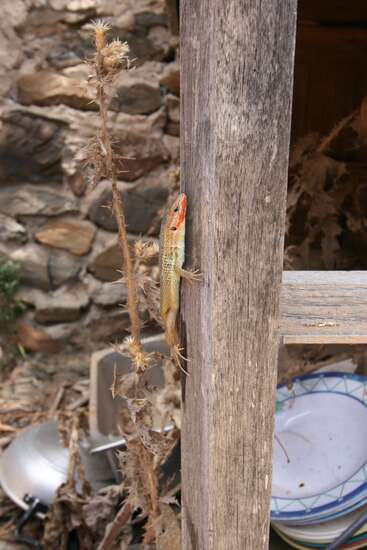 Un lagarto de cabeza naranja se aferra a un poste de madera desgastado junto a unos cardos secos y unos platos apilados, con un muro de piedra rústico al fondo.
