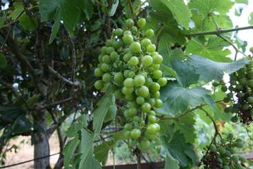 Um cacho de uvas verdes ainda verdes está pendurado numa videira, rodeado por folhas verdes exuberantes e situado num vinhedo, com galhos e folhagem ao fundo.