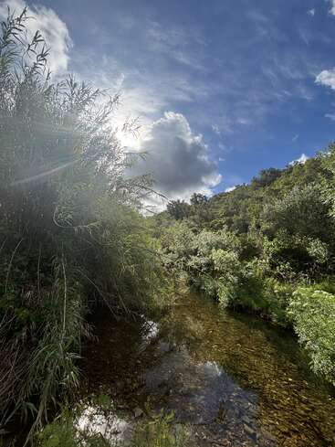 La luz del sol ilumina la hierba alta junto a un arroyo cristalino y poco profundo. Un denso follaje verde rodea el agua, mientras las nubes se deslizan por un cielo de un azul intenso. Una naturaleza apacible.