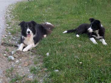 Zwei schwarz-weiße Border Collies liegen auf grünem Gras neben einem Kiesweg. Der ältere Hund schaut nach vorne, während der jüngere ihn ansieht.