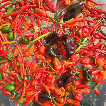 A vibrant assortment of colorful chili peppers, including red, green, orange, and dark varieties, are spread out, showcasing their diverse shapes, sizes, and fiery appeal.