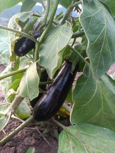 This image shows eggplants growing on a lush green plant in a garden. The fruits are dark purple, surrounded by broad, slightly weathered leaves.