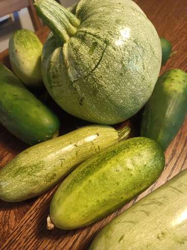 A group of fresh vegetables sits on a wooden table, featuring a round squash and several cucumbers of varying sizes, all with light green skins.