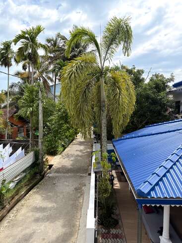 A narrow paved lane runs between houses. Palm trees line the road, casting shadows. One house has a blue metal roof. The sky is partly cloudy.