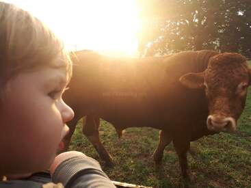 Un jeune enfant observe attentivement une grande vache brune dans un champ ensoleillé au lever ou au coucher du soleil, créant une atmosphère rurale chaleureuse et paisible baignée d'une lumière dorée.