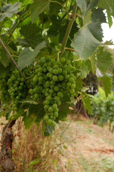 Une grappe de raisins verts non mûrs pend à une vigne, entourée de feuilles luxuriantes, dans un vignoble avec un arrière-plan flou composé d'autres vignes et de terre.