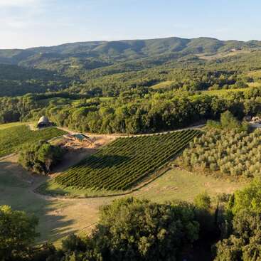 Die sanften grünen Hügel sind mit Weinbergen und Olivenhainen bedeckt. Ein kleines modernes Gebäude liegt eingebettet zwischen Bäumen. Die Landschaft ist üppig, friedlich und sonnenbeschienen.