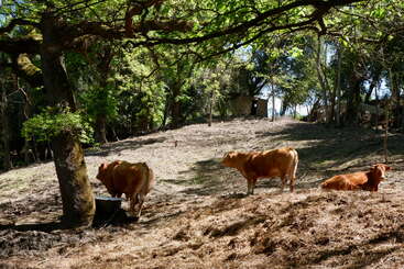 Trois vaches paissent et se reposent sur une colline herbeuse à l'ombre de grands arbres, à travers lesquels filtre la lumière du soleil, près d'une petite grange rustique.