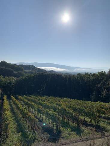 Un soleil éclatant brille sur des vignobles verdoyants, bordés par une forêt dense. Des nuages brumeux flottent au-dessus des montagnes lointaines, créant un paysage paisible et serein sous un ciel bleu clair.