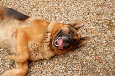 Un berger allemand heureux est couché sur le côté sur du gravier, tirant la langue de manière espiègle, levant les yeux avec une expression joyeuse et détendue et un regard vif.