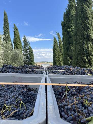 Des conteneurs en plastique remplis de raisins fraîchement récoltés sont posés sur une charrette, entourés de grands cyprès sous un ciel bleu éclatant, évoquant une scène de vendanges dans un vignoble.