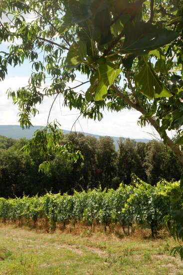 Une scène ensoleillée dans un vignoble avec des rangées de vignes, un feuillage vert luxuriant et un arbre au premier plan. Les collines et la forêt créent un arrière-plan paisible et naturel.