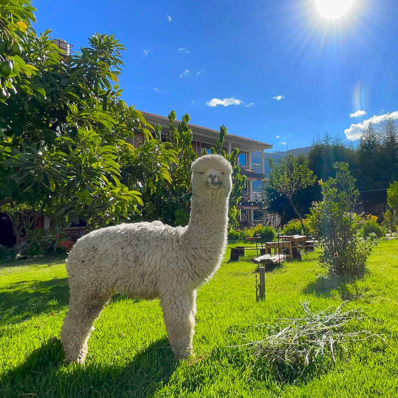 Una esponjosa alpaca blanca se encuentra tranquilamente sobre una brillante hierba verde bajo un cielo azul soleado, con una casa, árboles y muebles de jardín al fondo.