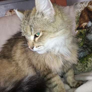 La imagen muestra un gato de pelo largo y pelaje marrón y blanco, que mira hacia la izquierda, sentado en una manta o sofá, con una almohada detrás.