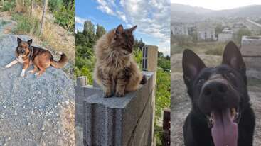 The image shows three animals: a brown dog lying on gravel, a fluffy cat sitting on a wall, and a black dog with its tongue out.
