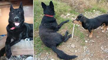 The image shows a happy black dog with a red collar, lying inside and outdoors. Another smaller brown dog interacts with it on a grassy, rocky ground.