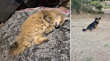 The image is split into two sections: a fluffy cat is sleeping on a blanket indoors, and a small black dog is sitting outdoors on rocky ground.